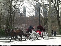 Photo by WestCoastSpirit | New York  horse, horses, park